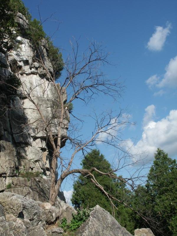 Tree at cliff