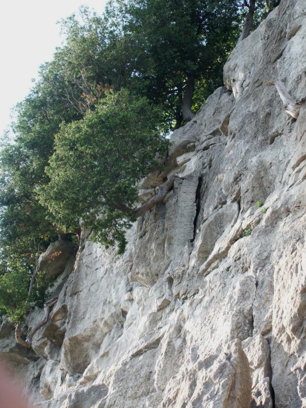 Tree on cliff