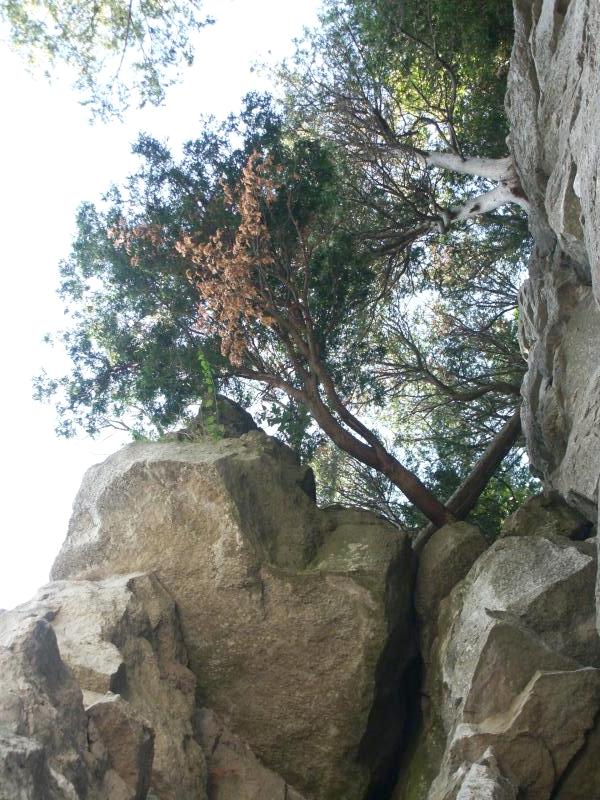 Trees on cliff