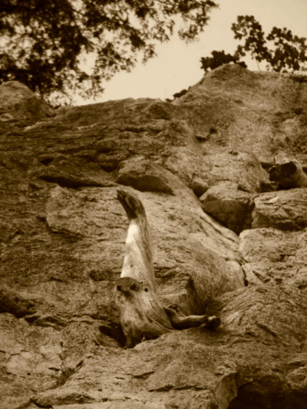 Stump on cliff