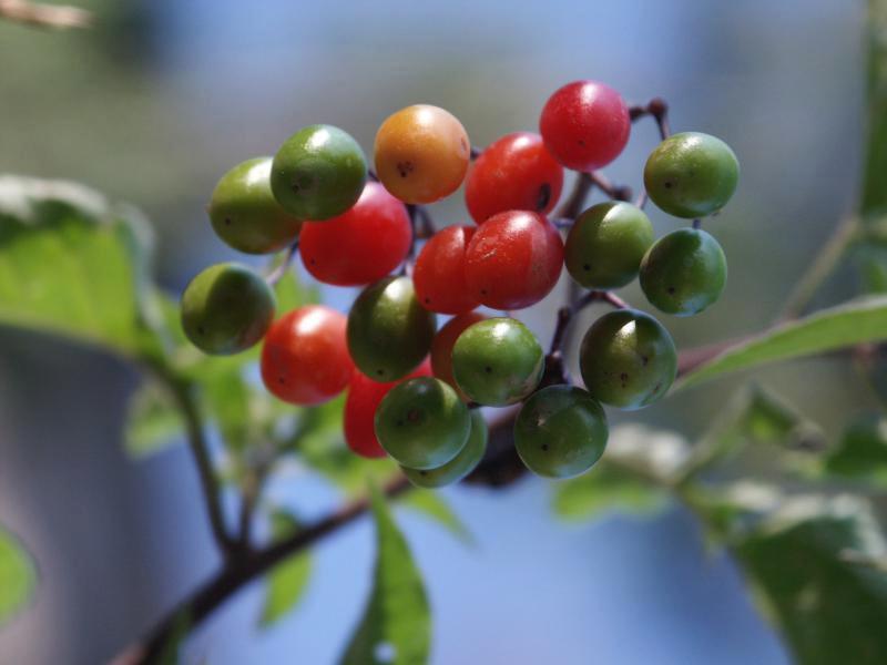 Berries