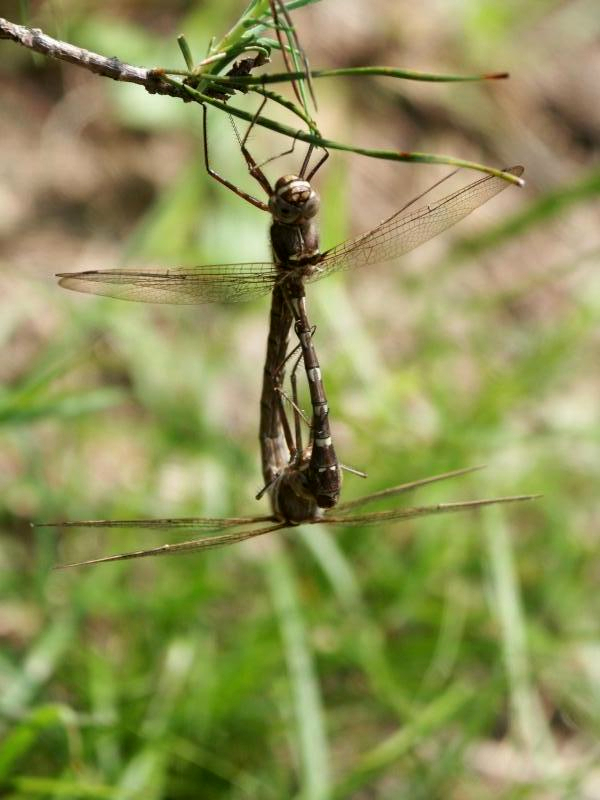Kentucky Dragonflies