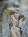 Rattlesnake Deadwood